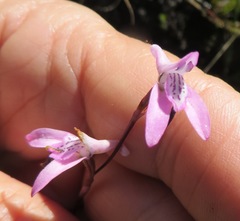 Disa inflexa