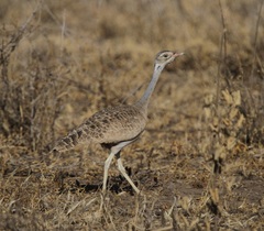 Eupodotis senegalensis
