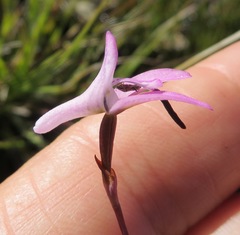 Disa inflexa
