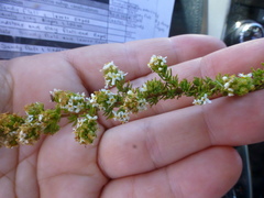 Globulariopsis adpressa