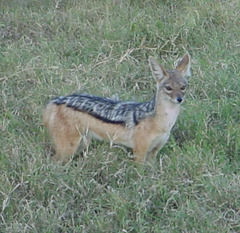 Lupulella mesomelas schmidti