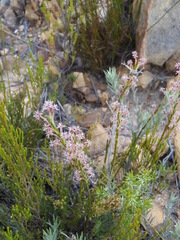 Struthiola macowanii