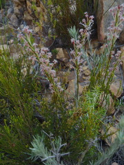 Struthiola macowanii