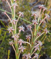 Struthiola macowanii