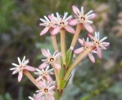 Struthiola macowanii