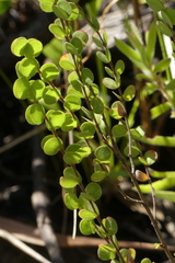 Cliffortia pulchella