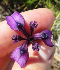 Moraea incurva