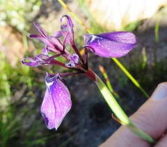Moraea incurva