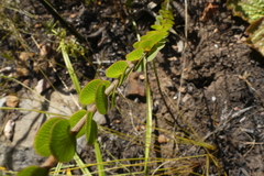 Cliffortia pulchella