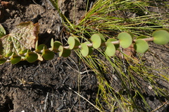 Cliffortia pulchella