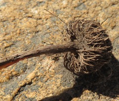 Moraea incurva