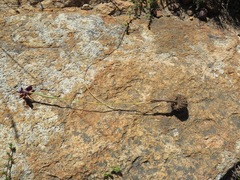 Moraea incurva
