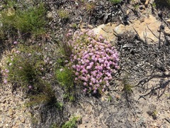Agathosma marlothii