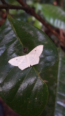 Lepidoptera