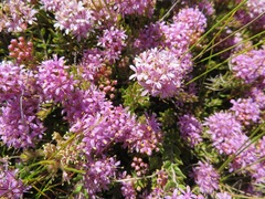 Agathosma marlothii