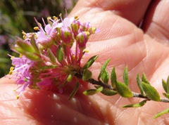 Agathosma marlothii
