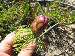 Protea witzenbergiana