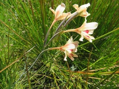 Gladiolus angustus