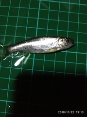 Opsariichthys pachycephalus