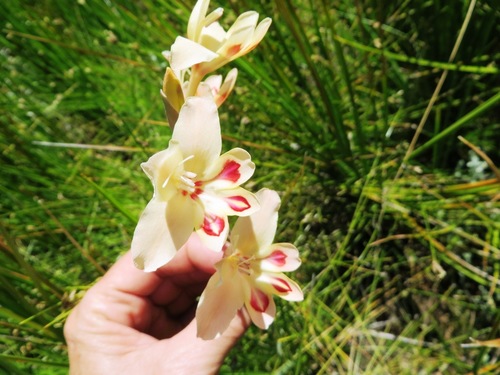 Image of Gladiolus angustus by (c) linkie, some rights reserved (CC BY)