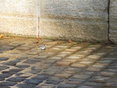 Motacilla alba