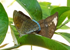 Adoliadini