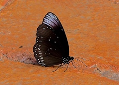 Euploea core godartii