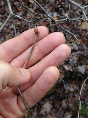 Rhododendron canescens