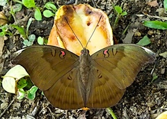 Dophla evelina