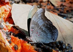 Dophla evelina