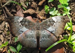 Euthalia anosia