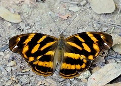 Herona marathus