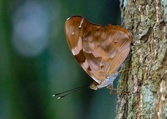 Herona marathus
