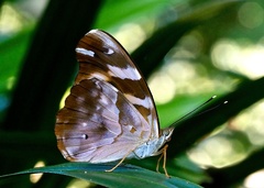 Herona marathus
