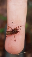 Dysderidae
