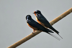 Hirundo rustica savignii