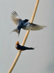 Hirundo rustica savignii