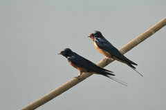 Hirundo rustica savignii