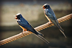 Hirundo rustica savignii
