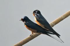 Hirundo rustica savignii