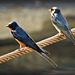 Hirundo rustica savignii - Photo (c) Tamsin Carlisle, alguns direitos reservados (CC BY-NC-SA), enviado por Tamsin Carlisle