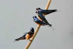 Hirundo rustica savignii