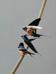 Hirundo rustica savignii
