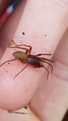 Dysderidae