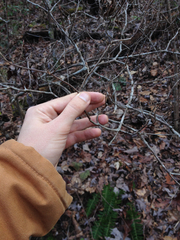 Rhododendron canescens