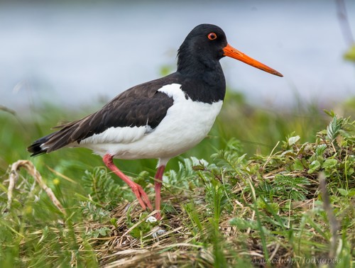 Foto de Eurasian Oystercatcher