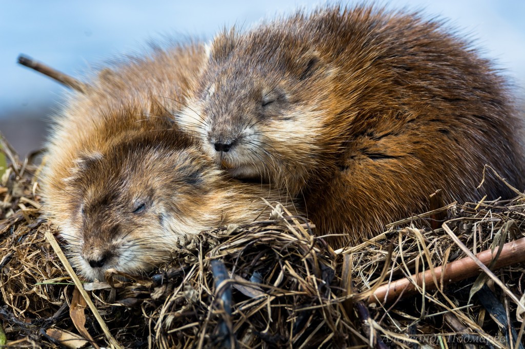 Hamsters, Voles, Lemmings, and Allies (Cricetidae) - Know Your Mammals