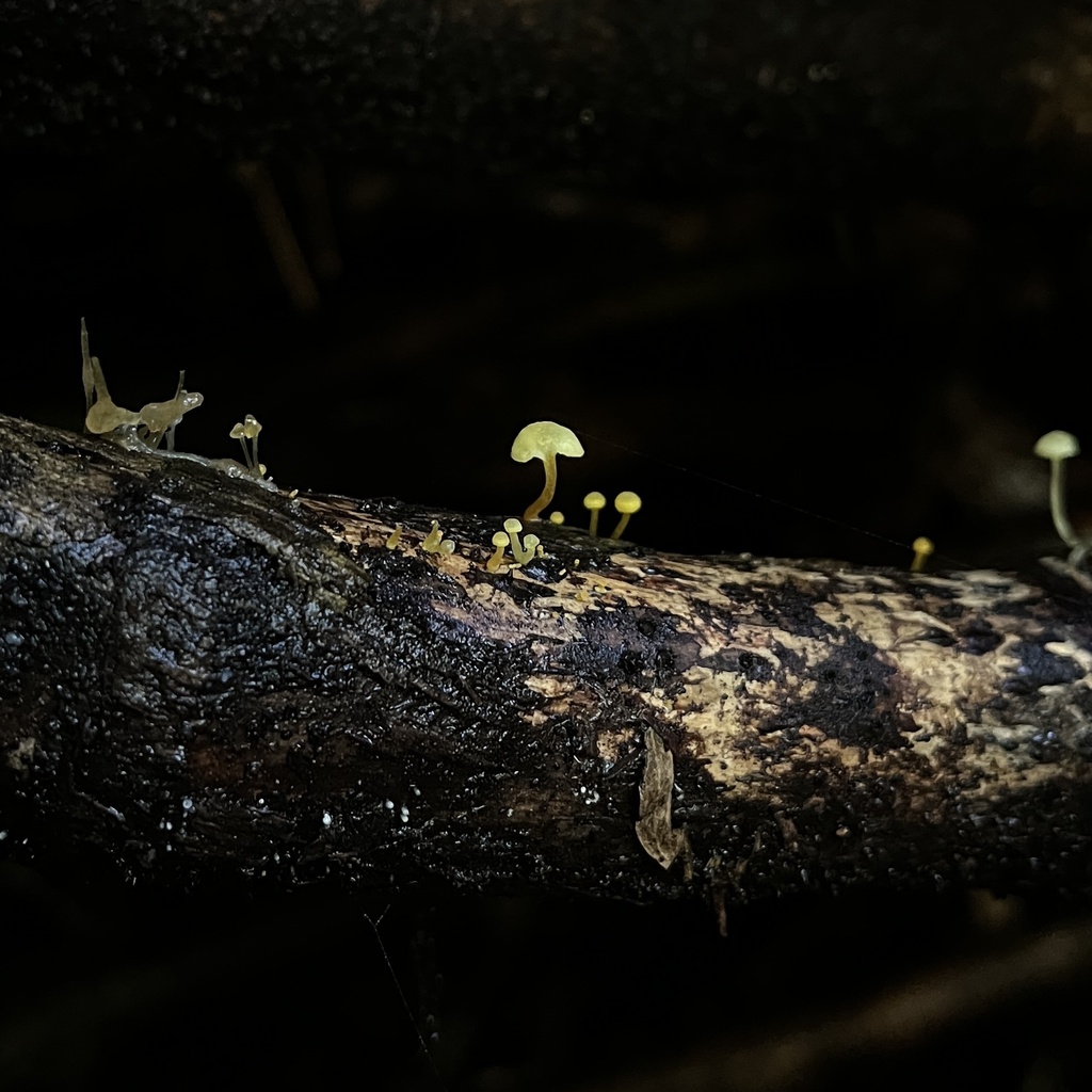 Mycena chusqueophila · May 2023 · photo: © cristianriquelme (iNaturalist, cc-by)