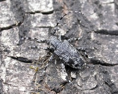 Aegomorphus clavipes