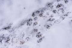 Mustela lutreola